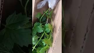 WB код 378870442.Оценка 5.Купили калину