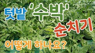 텃밭 '수박' 순치기 '이것'만 알아두세요. (이 방식은 어미 순과 아들 순 2개를 합해서 총 세 줄기를 살리고, 어미 순에서 수박을 키우는 '텃밭용'입니다) #수박 #순치기