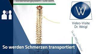 Was sind Schmerzen? Schmerz & Schmerzweiterleitung: Vom Rückenmark bis Gehirn | Schmerz verstehen