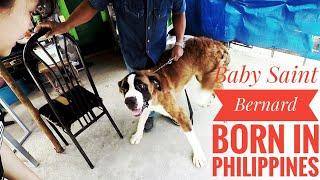 Saint Bernard Kiss Attack! | My First Vlog