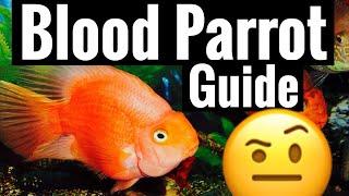 Red Blood Parrot Cichlid Care - Tank Behavior Community