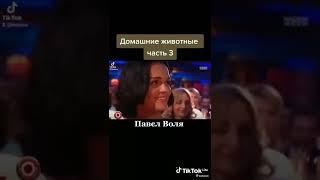 "Животные" Павел Воля