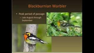 Identifying Fall Warblers