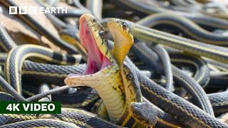 How Do Female Snakes Pick a Mate? | A Perfect Planet | 4K UHD | BBC Earth