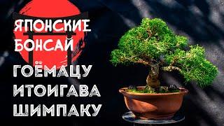 Шимпаку Итоигава Гоёмацу: японские бонсай из коллекции Александра Александровича @Studio.Bonsai