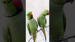 Parrot Jora #parrot #shortvideo