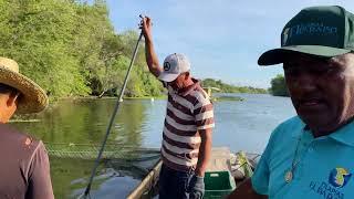 Cosecha de tilapia en Ahome Sinaloa