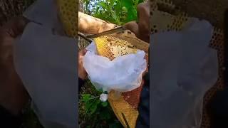 PANEN MADU LEBAH LIAR DI DALAM HUTAN⁉️ PART 4 #honey #shorts #fyp #viral