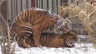Tiger Mating | Harimau Kawin