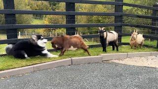 Malamute Puppy Reacts To Angry Pygmy Goats!