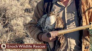 March Critter Madness