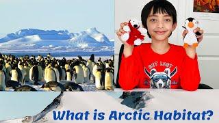 What is Arctic Habitat?