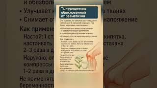 Тысячелистник обыкновенный от ревматизма