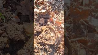 ww1 rare austrohungary flask excavation from rigasfrontline easternfront #germanmilitary #digging