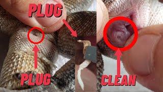 CLEANING FRILLED LIZARD PLUG | SPERM PLUG OR SHED?