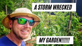 Tomatoes Outgrowing Stakes or Cages- What to do? + Thunderstorm Damage in the Garden