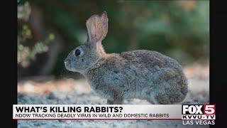 Dead rabbits reported in Henderson as NDOW tracks virus