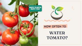  How Often to Water Tomatoes?