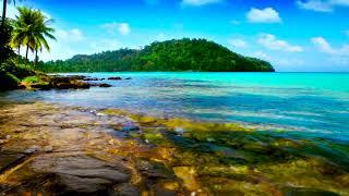 Tropical Palm Trees Beach Waves on Rocks. Ocean Waves, Nature Sounds, Ocean White Noise for Sleeping