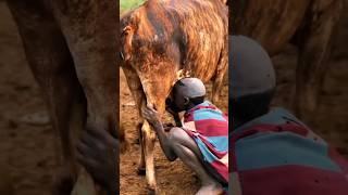 This is how Ethiopians drink cow's milk