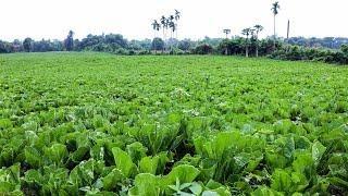 Green Mustard Growing Technique to Fast Harvest - Harvesting Green Mustard Goes to the Market