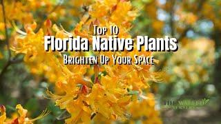 Top 10 Florida Native Plants - Florida Garden Beauty