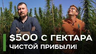 Как выращивают коноплю на Черниговщине: опыт Калипсо | Latifundist