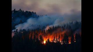 В Сибири горят леса #ПотушитеПожарыСибири