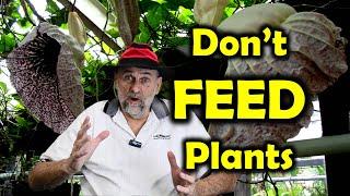 Don't Feed Plants - Learn to fertilize correctly