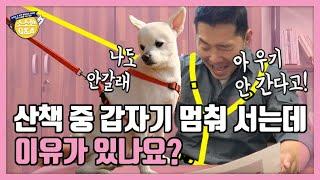 산책 중 갑자기 멈춰 서는 강아지, 이유가 있나요?｜강형욱의 소소한 Q&A