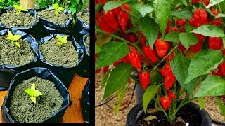 Easy way to grow King chilli: भूत जोलोकिया: Raja Mircha : bih zôlôkia; Nagaland King Chilli