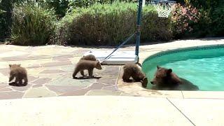 Mama bear takes dip in backyard pool as cubs watch