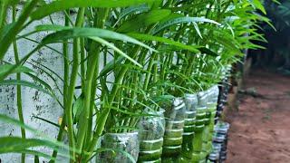 Growing water spinach without soil on bottle cup