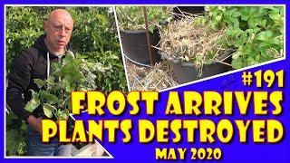 MuddyBootz Allotment #191 - Frost Arrives - Plants Destroyed - Emergency Repairs