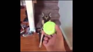 Do you want the ball?