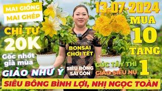 CHỊ HỒNG Giao Lưu Mai Vàng Giá Rẻ, Siêu Bông Bình Lợi, Giảo Như Ý, Nhị Ngọc Toàn... • THÀNH TRỌNG LÊ