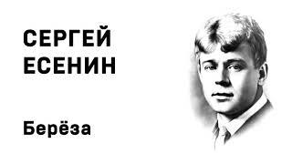 Сергей Есенин Берёза Учить стихи легко Аудио Стихи Слушать Онлайн