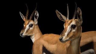 Deero | gazelle | Somali wildlife | duur joogta soomaalida .