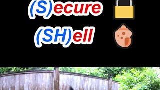 SSH Explained In Under a Minute - Cybersecurity Basics #birds #cute #cybersecurity #network #shorts