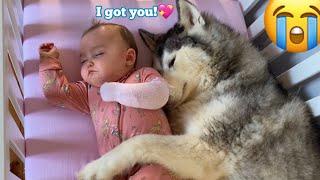 Scared Baby Refuses To Sleep In Her BIG Bed Without Her Husky!!. [CUTEST VIDEO EVER!!]