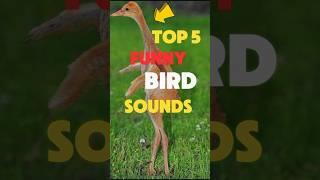 Top 5 Funniest Bird Sounds Ever!