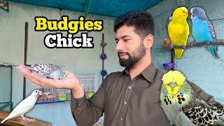 Budgies parrot breeding | zebra finch chicks nest se bahir | java finch chicks bary ho gye 