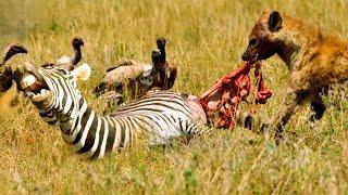 When a mother zebra and her calf are sacrificed.|heyna vs zebra