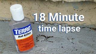 Terro Ant Killer - Time Lapse of 18 minutes Summer Ant Problem