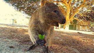 Adorable Quokka Smiling and Jumping At Camera