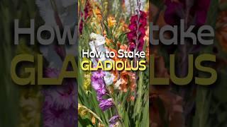 How To Stake Your Gladiolus Flowers #shorts #staking #gladiolus