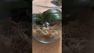 МОХОВОЕ ГНЕЗДО. Метод наращивания корней орхидее.