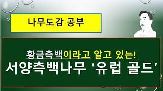 서양측백나무 '유럽 골드' vs 서양측백나무  : 무엇이 어떻게 다를까?