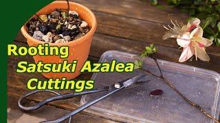 Propagating Satsuki azalea bonsai (2 year timelaspe of Rhododendron indicum)