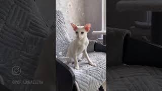 Передержка домашних кошек #кошки #девяткино #мурино #веселыекоты #прикольныекоты